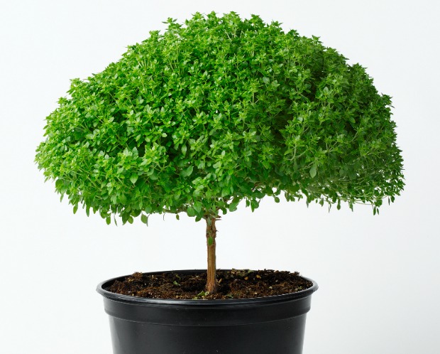 Árbol de la albahaca de Hishtil puede crecer en el interior. 